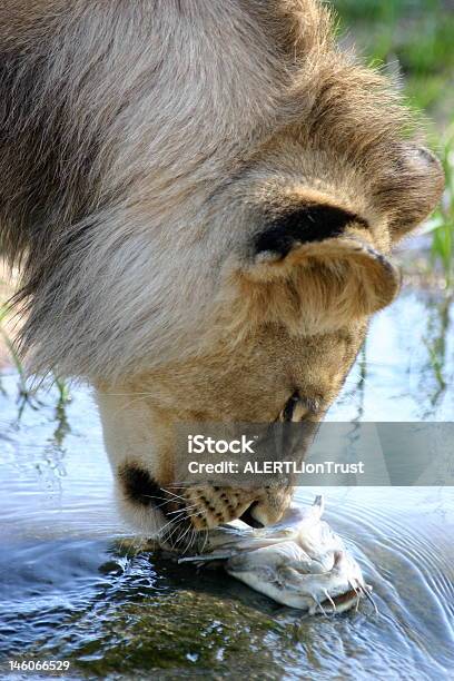 Leone E Il Pesce - Fotografie stock e altre immagini di Acqua - Acqua, Acqua stagnante, Africa