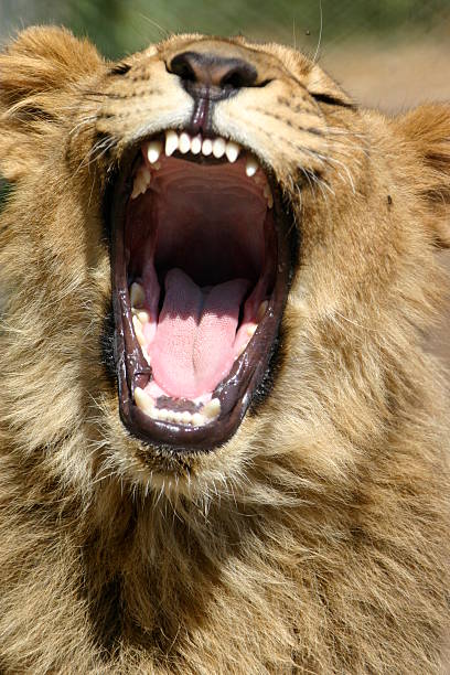 Lion Cub Yawning stock photo