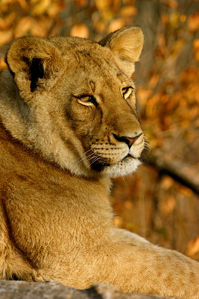 African Lion female stock photo