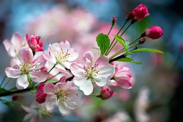 Close-up photo of apple blossoms