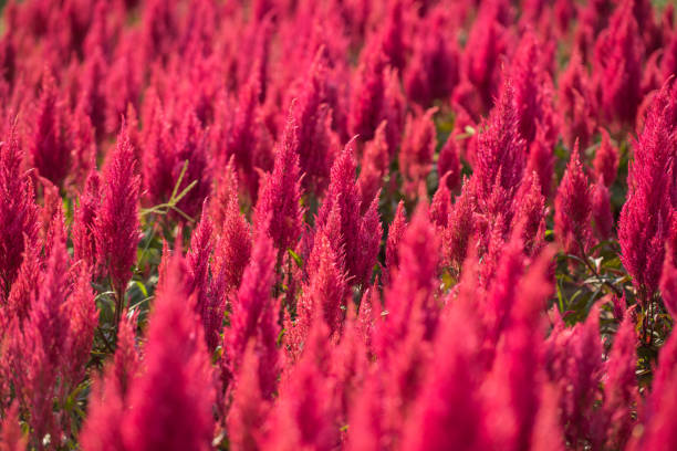 istock Beautiful red flower field 1460667211