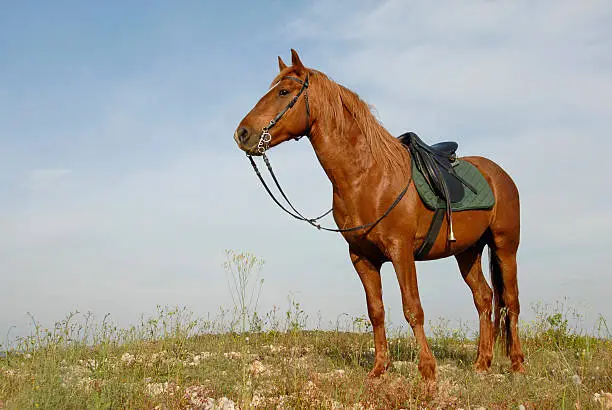 portrait of a beautiful brown stallion attentive in a field