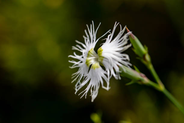istock Dianthus hyssopifolius growing in mountains 1460668204