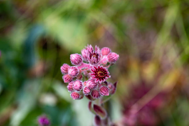 flowers captured in Bohinj valley Slovenia