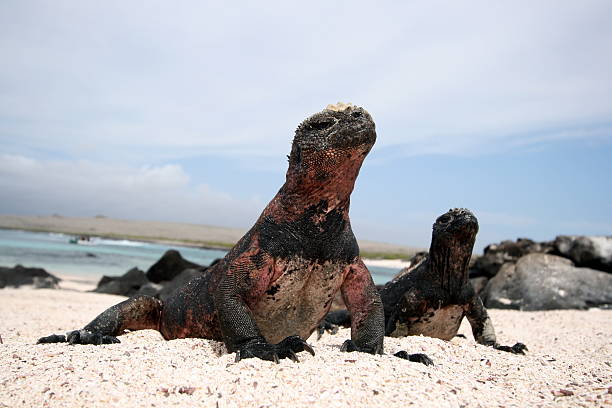 Iguanas engreídos - foto de stock