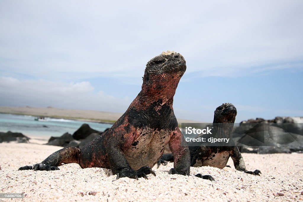 Cocky Iguanas Two marine iguanas sunbathing on Espanola Island in the Galapagos Islands Animal Stock Photo