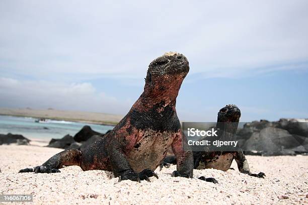 Cocky Iguanas Stock Photo - Download Image Now - Animal, Animal Scale, Animal Wildlife