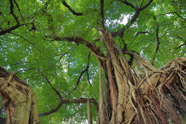 istock 2013 May 17 A very old tree in Hong Kong Central district 1460671142