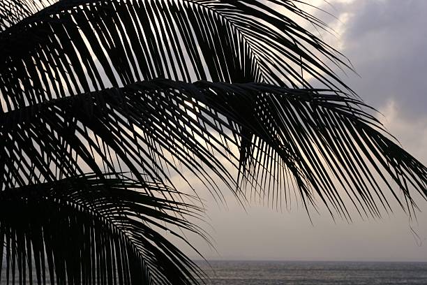 Paraíso en una palmera - foto de stock