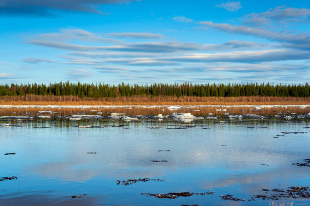 los últimos témpanos de hielo flotan y se derriten en la primavera a lo largo del norte del río vilyui en yakutia contra el telón de fondo del bosque. - república de sakha fotografías e imágenes de stock