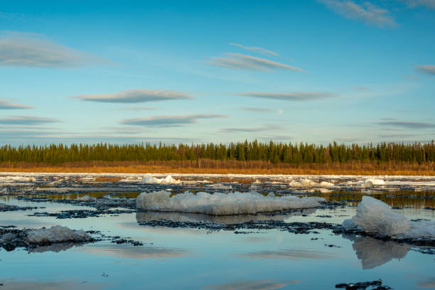 los últimos témpanos de hielo flotan y se derriten en la orilla en la primavera en el norte del río vilyui en yakutia contra el telón de fondo del bosque de taiga. - república de sakha fotografías e imágenes de stock