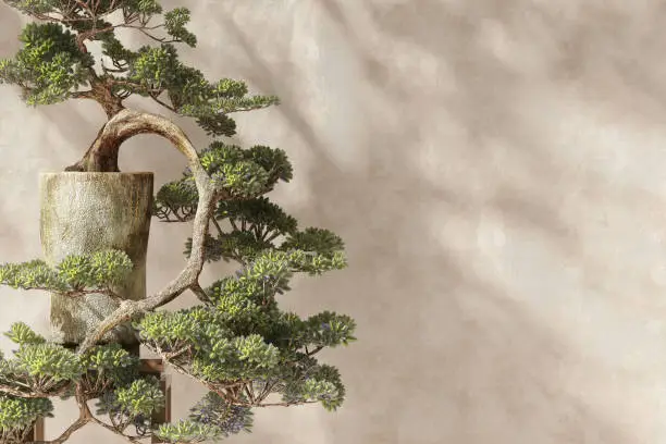 Photo of Beautiful shape and form traditional Japanese bonsai miniature tree in concrete pot on wooden stool in sunlight, dappled shadow on beige brown stucco cement wall