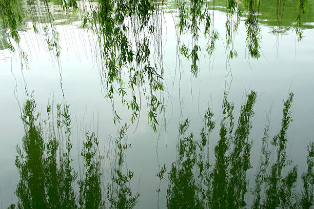 Leaves on the green lake