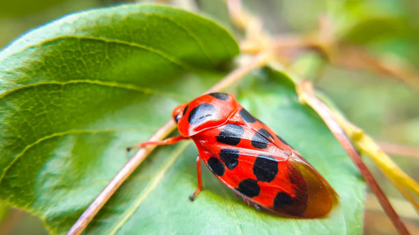 istock Closeup macro of a red bug on a green leaf 1460672832