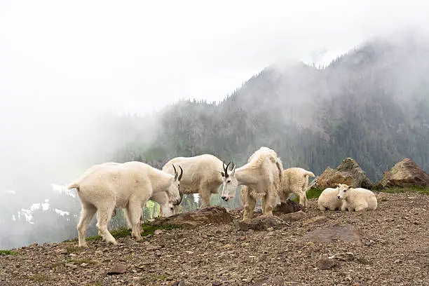 A small herd of Mountain goats, including kids, on a ridge with fog covered mountains and snow in the backround