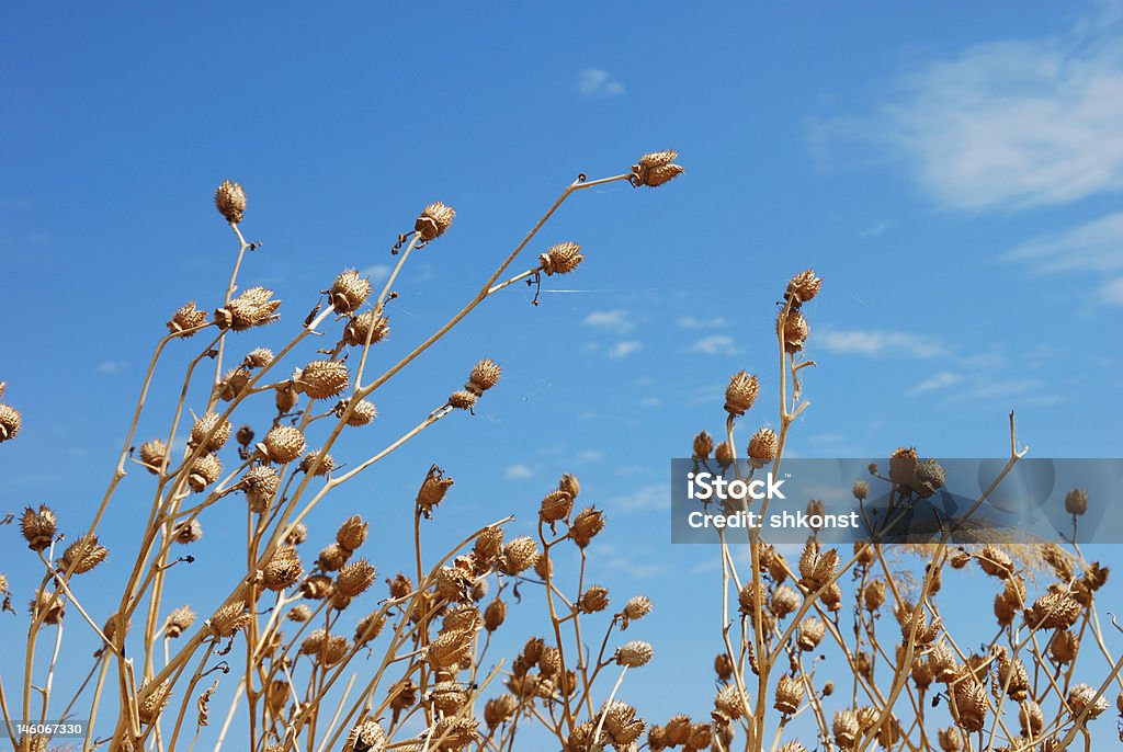 Withered Mohn Blumen - Lizenzfrei Abgestorbene Pflanze Stock-Foto