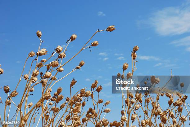 Withered Mohn Blumen Stockfoto und mehr Bilder von Abgestorbene Pflanze - Abgestorbene Pflanze, Ausgedörrt, Biegung