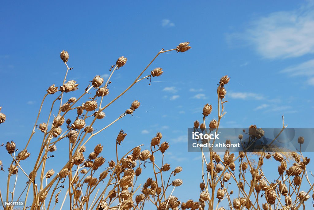 Withered flores Papoula - Foto de stock de Amarelo royalty-free