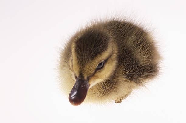 little duck stock photo