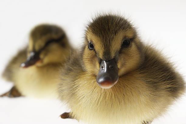 the little ducks stock photo