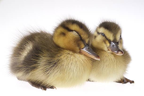 two cute young ducks stock photo