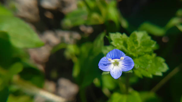 istock Close up macro of a small  blue  flower 1460674069