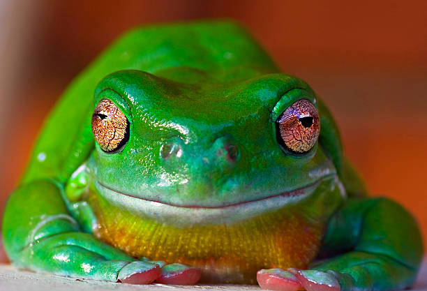 グリーンツリーフロッグ - green treefrog frog common frog tree frog ストックフォトと画像