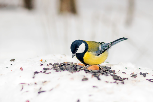 The great tit is a member of the passerine order. It feeds on raw seeds in a winter snowy park.