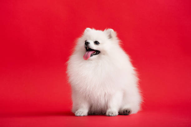 istock Dog breed pomeranian spitz funny sits on a red background 1460675389