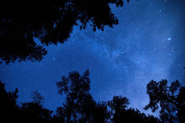 istock Black defined trees silhouettes on bright starry sky background. Night mysterious panoramic landscape in cold tones silhouettes of a thick forest under the stars and dramatic night sky. 1460676125