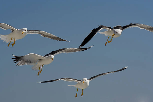 Volare gabbiani di Texel - foto stock