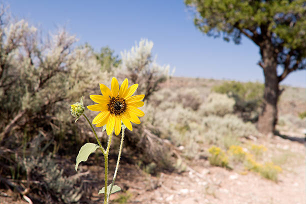 helianthus laetiflorus, showy girasol, artemisia tridentata de nuevo méxico, en el desierto - single flower flower desert new mexico fotografías e imágenes de stock