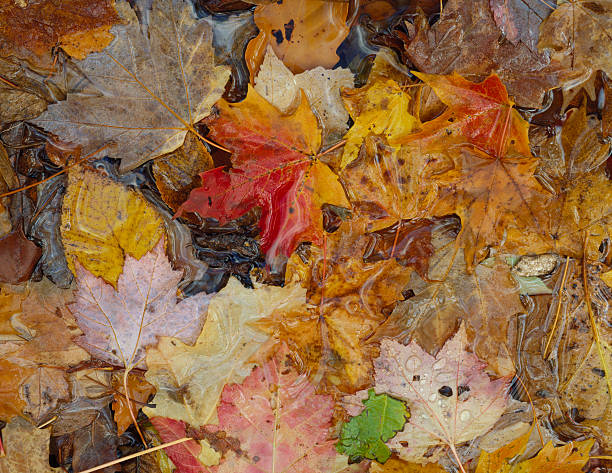 autumn leaves detail stock photo