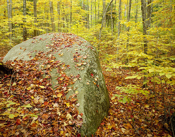 boulder in autumn forest stock photo