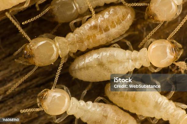 Photo libre de droit de Termites banque d'images et plus d'images libres de droit de Termite - Termite, Animaux nuisibles, Bois de construction