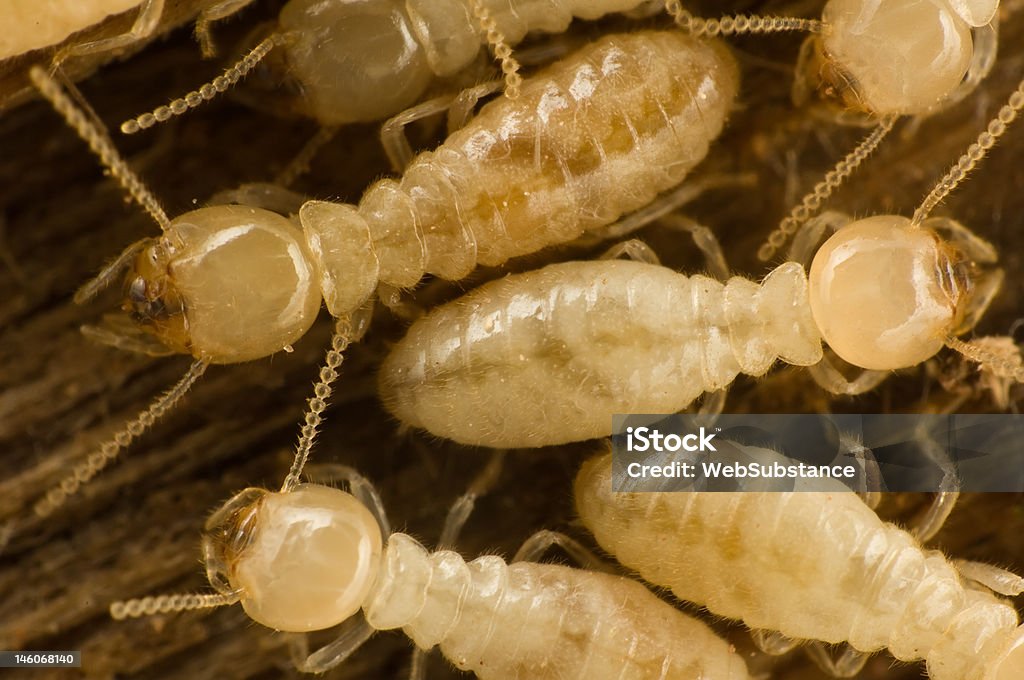 termites Several carpenter subterranean termites on wood Termite Stock Photo
