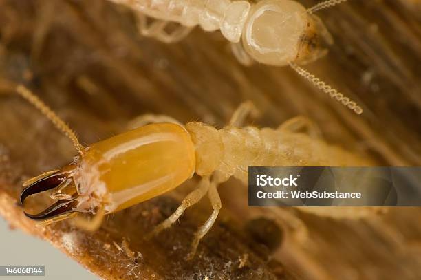Soldier Termite Stock Photo - Download Image Now - Termite, USA, East