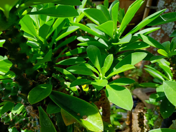 istock Euphorbia Trigona 1460681476