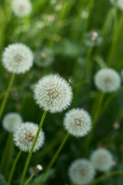 istock dandelions on the green background 146068163