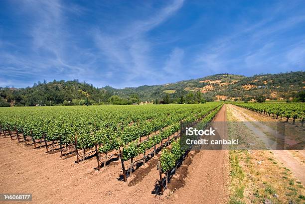 Viñedos De Napa California Foto de stock y más banco de imágenes de Agricultura - Agricultura, Aire libre, Ajardinado