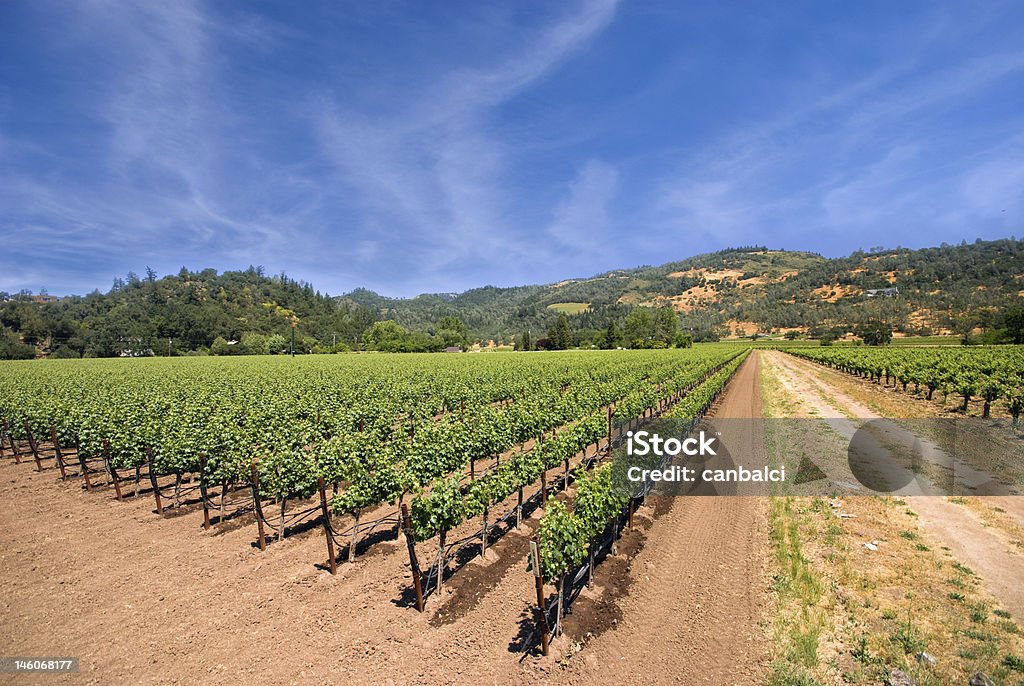 Виноградник в Напа, Калифорния - Стоковые фото Без людей �роялти-фри