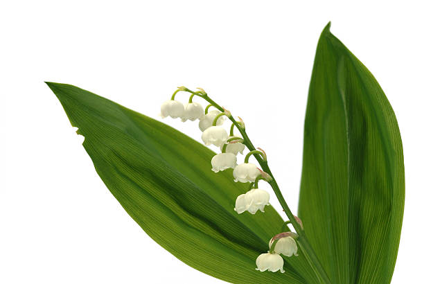 istock Lily of the valley on white background 146068192