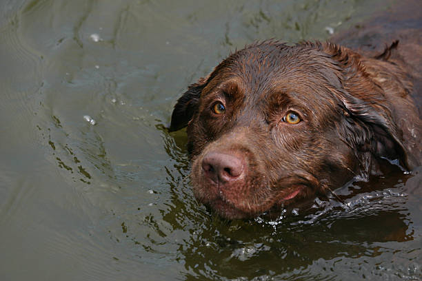 Chocolate Labrador swimming stock photo