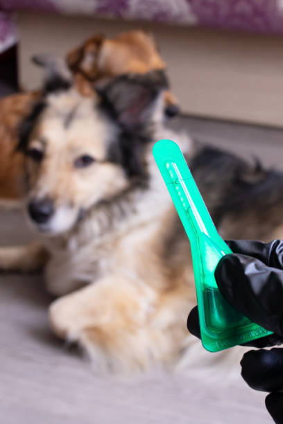 istock Flea drops for dogs and gloved hand 1460682586