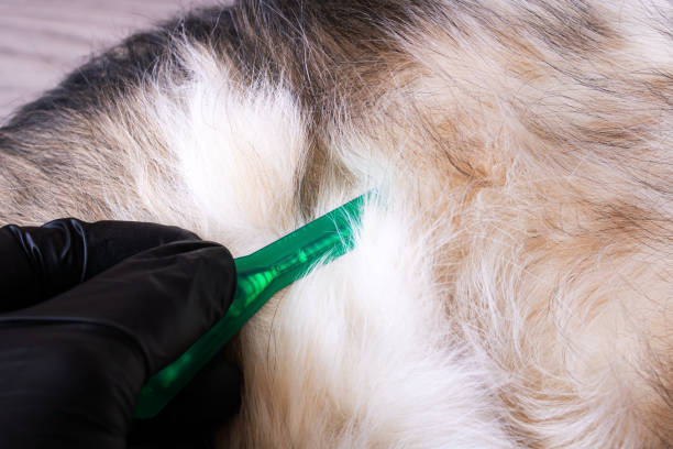 istock Flea drops for dogs and gloved hand 1460682596