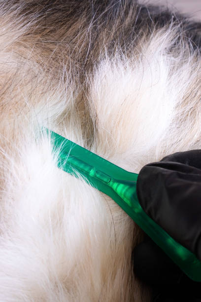 istock Flea drops for dogs and gloved hand 1460682600