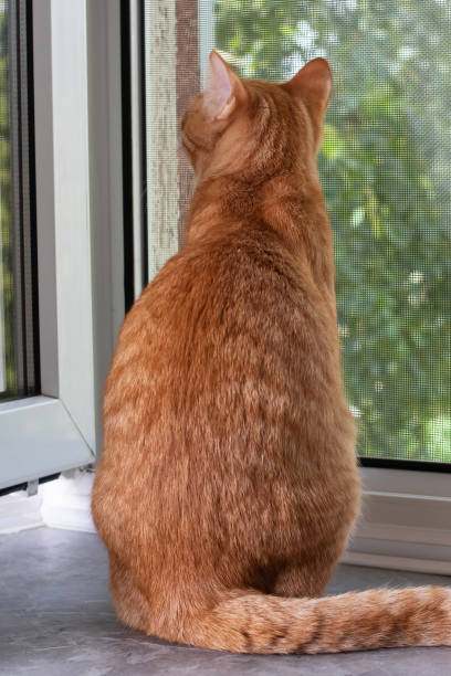 istock Red cat sits on windowsill and looks out window 1460682644