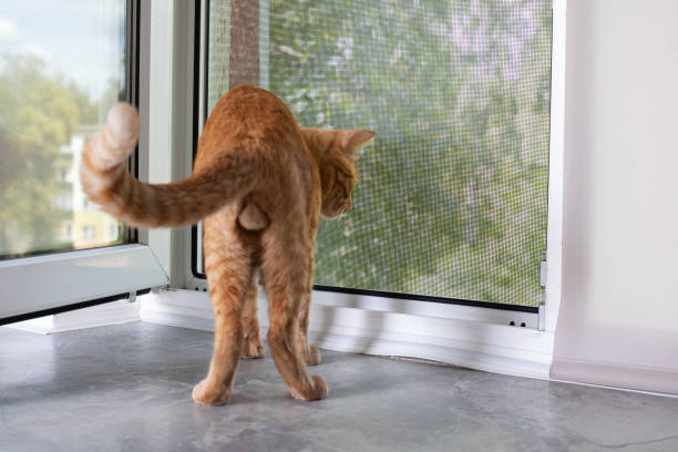 istock Red cat sits on windowsill and looks out window 1460682662