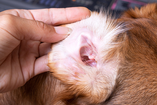 Veterinary examination of the dog's ear close up