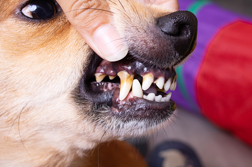 Tartar on the teeth of a dog close up
